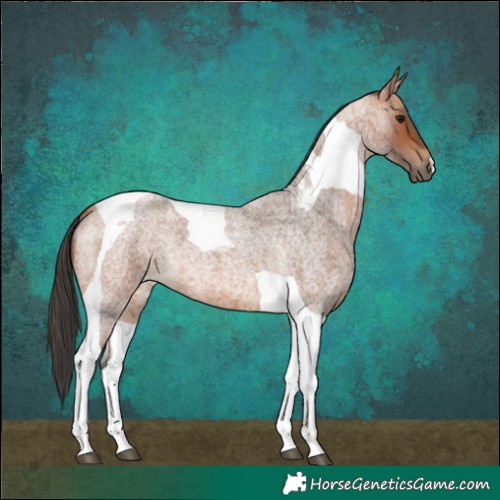 Horse Color:Bay Roan Tobiano