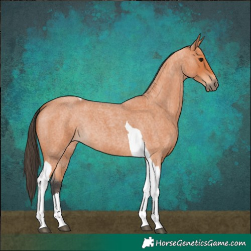 Horse Color:Bay Roan Tobiano