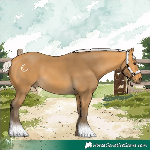 Horse Color:Silver Buckskin 