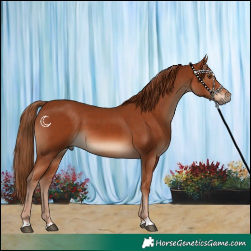 Horse Color:Chestnut 