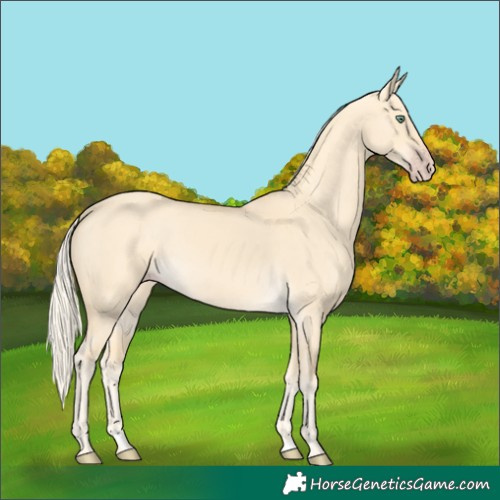 Horse Color:Gold Cream Champagne Dun 