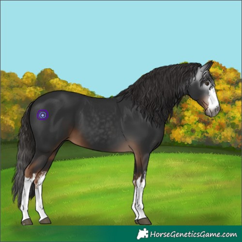 Horse Color:Gray White Spotted Liver Chestnut
