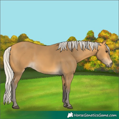 Horse Color:Silver Buckskin