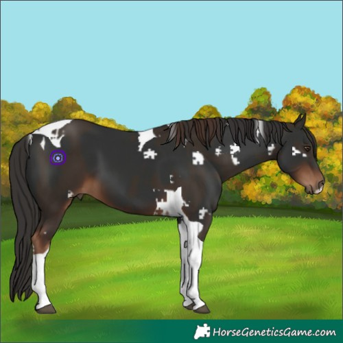 Horse Color:Liver Chestnut Tobiano  and Gray Liver Chestnut Tobiano 