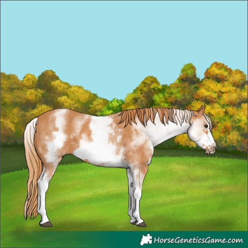 Horse Color:White Spotted Chestnut Frame