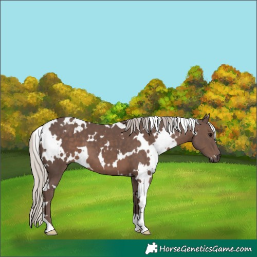 Horse Color:White Spotted Silver Black