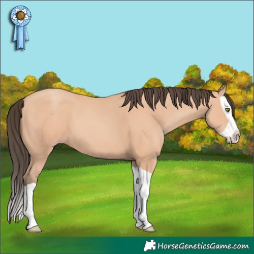 Horse Color:Amber Champagne Splash