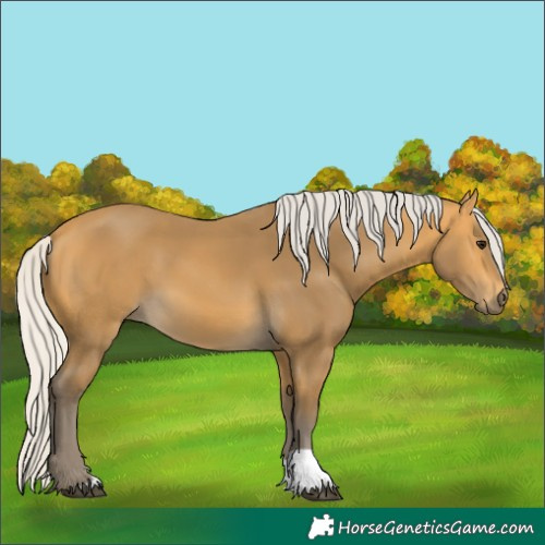 Horse Color:Silver Buckskin 