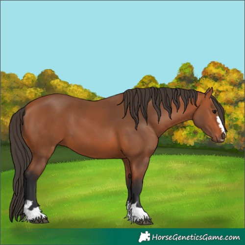 Horse Color:Unknown 