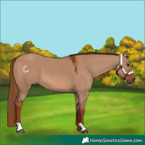 Horse Color:Red Dun 