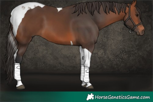 Horse Color:Bay Tobiano 