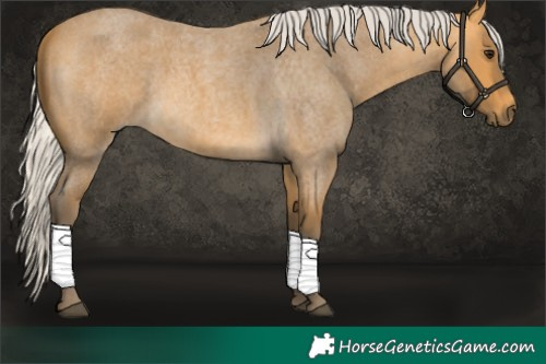 Horse Color:Silver Buckskin Roan 