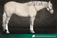 Horse Color:Cremello Dun 