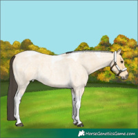 Horse Color:Buckskin Roan Tobiano