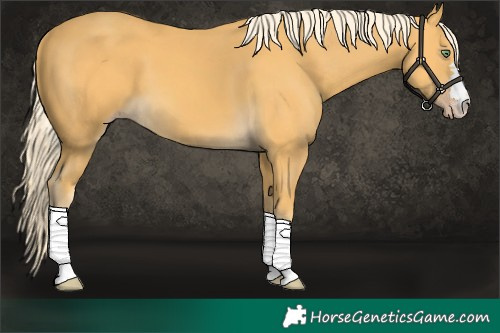 Horse Color:Gold Cream Champagne 