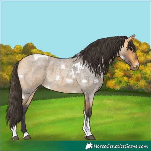 Horse Color:Buckskin Roan Tobiano