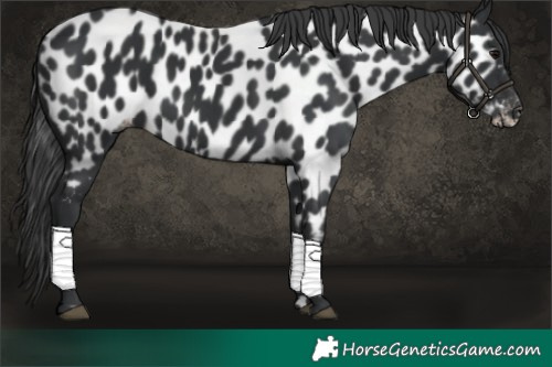 Horse Color:Black Appaloosa 