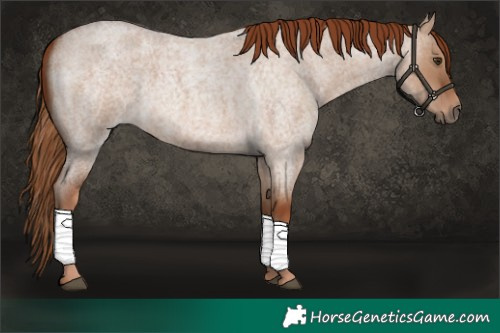 Horse Color:Red Dun Roan