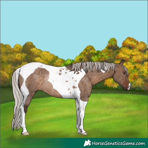 Horse Color:Silver Brown Dun Tobiano Rabicano 