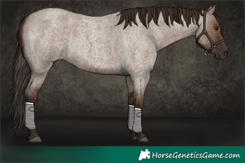 Horse Color:Liver Red Dun Roan