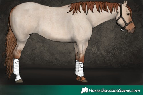 Horse Color:Red Dun Roan 