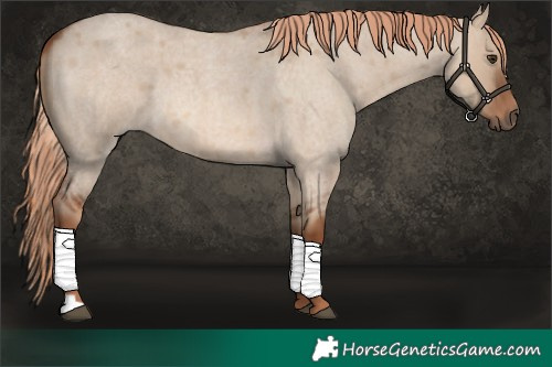 Horse Color:Red Dun Roan
