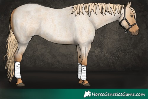 Horse Color:Red Dun Roan