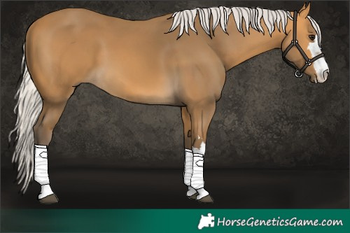 Horse Color:Silver Buckskin 