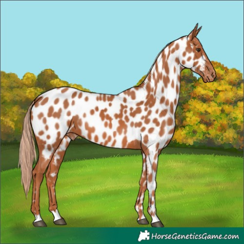 Horse Color:Chestnut Appaloosa