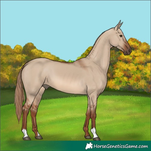 Horse Color:Red Dun