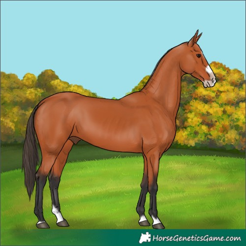 Horse Color:Bay Splash Frame 