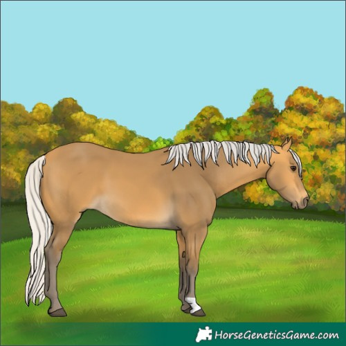 Horse Color:Silver Buckskin
