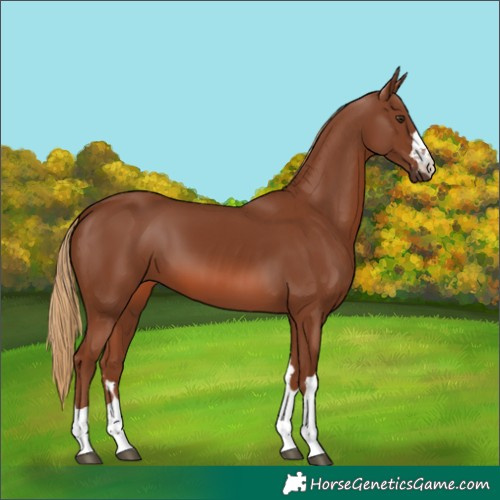 Horse Color:Chestnut 