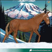 Horse Color:Gray Chestnut 