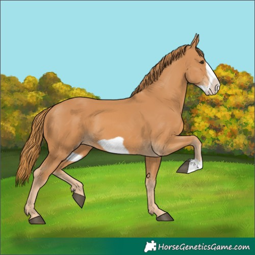 Horse Color:Chestnut Frame