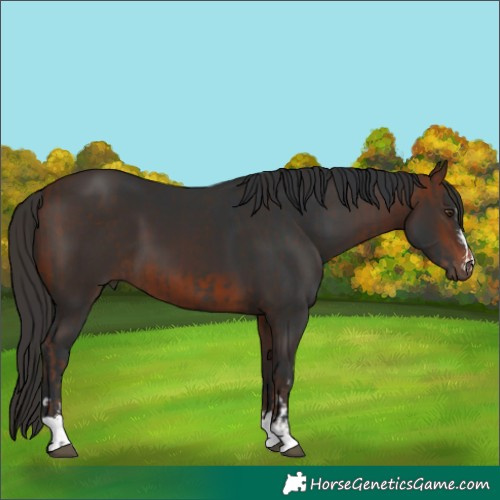 Horse Color:Liver Chestnut and Bay