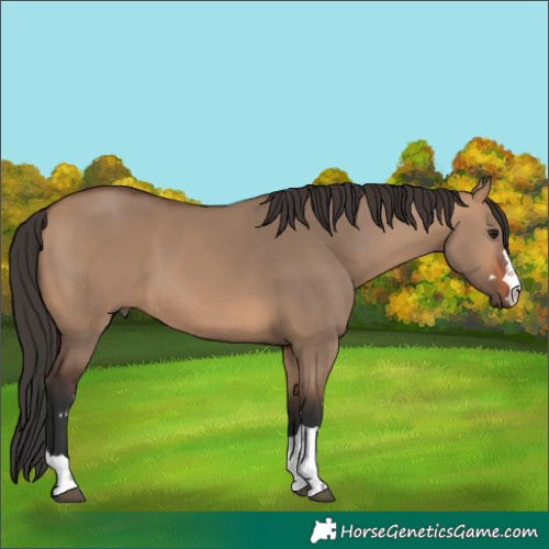 Horse Color:Bay Dun