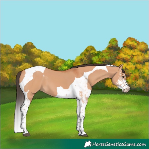 Horse Color:Bay Dun Sabino Tobiano
