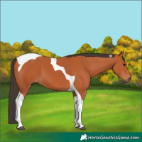 Horse Color:Bay Tobiano 