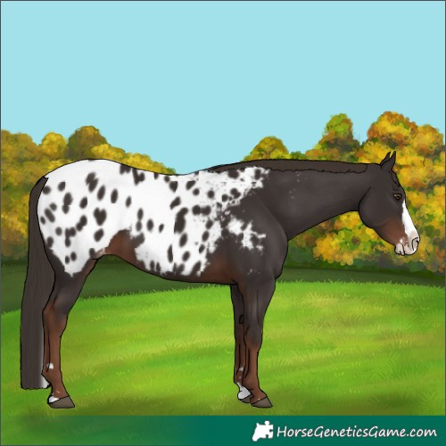 Horse Color:Liver Chestnut Splash Blanket
