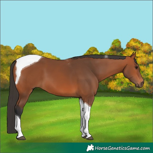 Horse Color:Bay Tobiano 