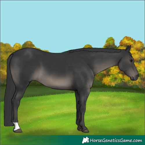 Horse Color:Black 