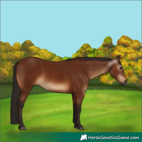 Horse Color:Gray Bay