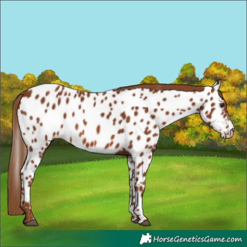 Horse Color:Chestnut Appaloosa