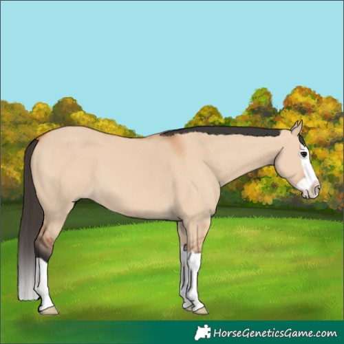 Horse Color:Bay Dun Splash