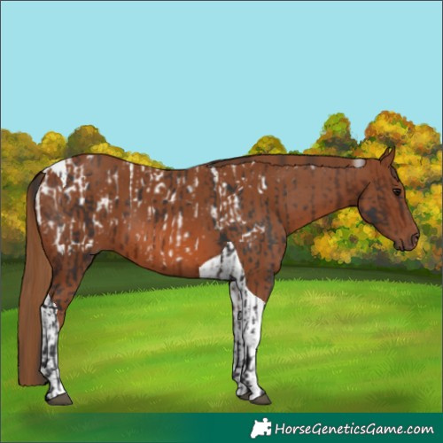 Horse Color:Bay Near Leopard and Chestnut Tobiano