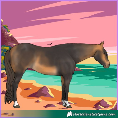 Horse Color:Buckskin 