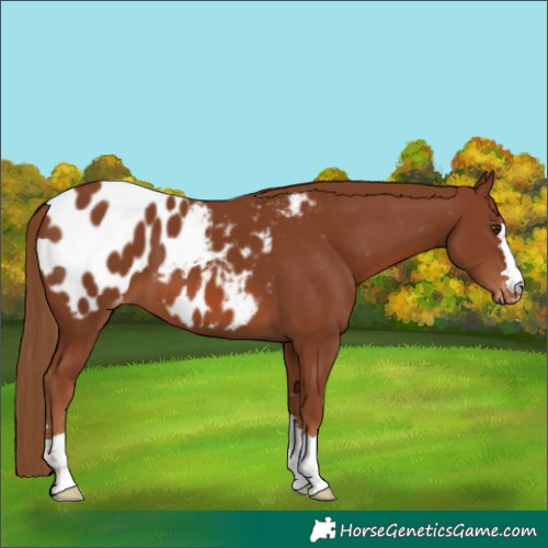 Horse Color:Chestnut Appaloosa 