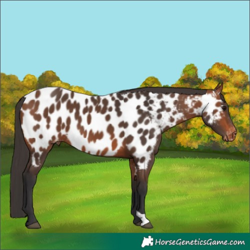 Horse Color:Bay Appaloosa