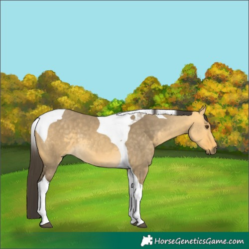 Horse Color:Buckskin Dun Tobiano